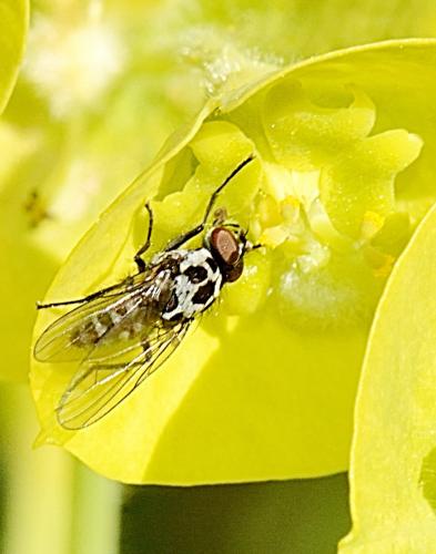 Réf. 300 284 : Anthomyia pluvialis